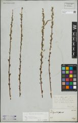 Foto von Salix repens subsp. rosmarinifolia (L.) Andersson